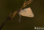 Small Copper (Lycaena phlaeas)