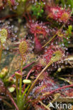 Oblong-leaved Sundew (Drosera intermedia)