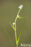 Kleinste egelskop (Sparganium natans) 