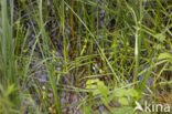 Least Bur-reed (Sparganium natans)