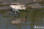 Pied Avocet (Recurvirostra avosetta)