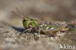 Mottled Grasshopper (Myrmeleotettix maculatus)