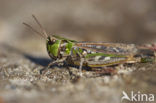 Knopsprietje (Myrmeleotettix maculatus)