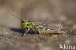 Knopsprietje (Myrmeleotettix maculatus)