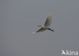 Cattle Egret (Bubulcus ibis)