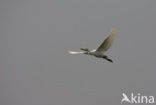 Cattle Egret (Bubulcus ibis)