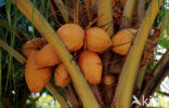 Coconut Palm (Cocos nucifera)