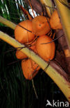 Coconut Palm (Cocos nucifera)