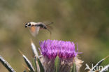 Kolibrievlinder (Macroglossum stellatarum)