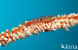 Whip coral goby (Bryaninops yongei)