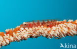 Whip coral goby (Bryaninops yongei)