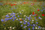 Korenbloem (Centaurea cyanus) 