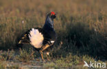 Black Grouse (Tetrao tetrix)