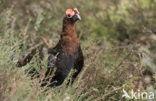 Black Grouse (Tetrao tetrix)