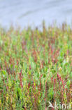 Kortarige zeekraal (Salicornia europaea)