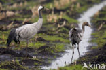Common Crane (Grus grus)