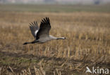 Common Crane (Grus grus)