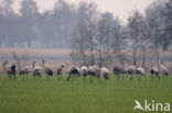 Common Crane (Grus grus)