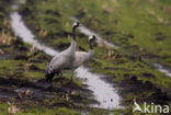 Common Crane (Grus grus)