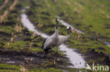 Common Crane (Grus grus)