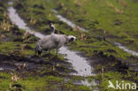 Common Crane (Grus grus)