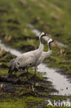 Common Crane (Grus grus)