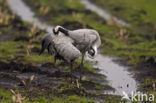 Common Crane (Grus grus)