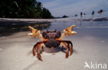 land krab (Gecarcinus sp.)