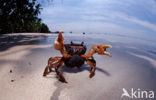 land crab (Gecarcinus sp.)