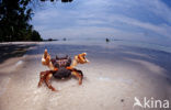 land krab (Gecarcinus sp.)