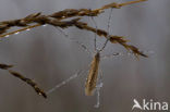 cranefly (Tipula sp.)