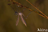 Langpootmug (Tipula sp.)