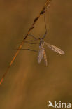 Langpootmug (Tipula sp.)