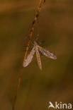 Langpootmug (Tipula sp.)