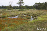 Leemputten Staverden