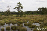 Leemputten Staverden