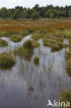 Leemputten Staverden