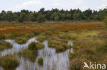 Leemputten Staverden