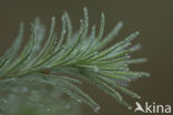 Lork (Larix)