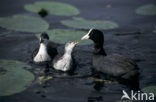 Common Coot (Fulica atra)