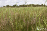 Marsh orchid (Orchis palustris)