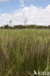 Marsh orchid (Orchis palustris)