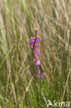 Marsh orchid (Orchis palustris)