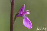 Marsh orchid (Orchis palustris)