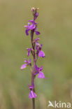 Marsh orchid (Orchis palustris)