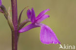 Marsh orchid (Orchis palustris)