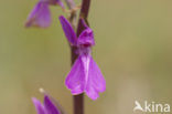 Marsh orchid (Orchis palustris)