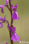 Marsh orchid (Orchis palustris)