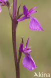 Marsh orchid (Orchis palustris)