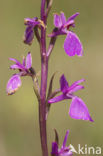 Marsh orchid (Orchis palustris)